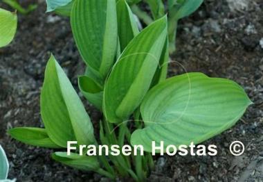 Hosta Dream Boat