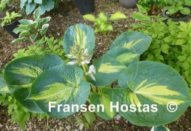 Hosta Dream Queen