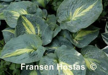 Hosta Dream Queen