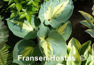 Hosta Dream Queen