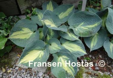Hosta Dream Queen