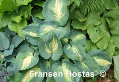 Hosta Dream Queen