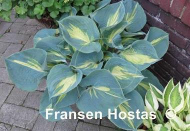 Hosta Dream Queen