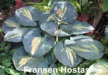 Hosta Dream Weaver