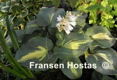 Hosta Dream Weaver