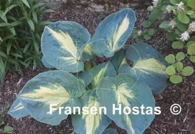 Hosta Dream Weaver