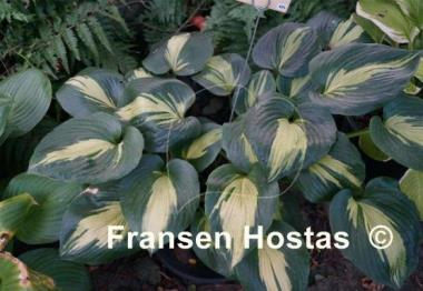 Hosta Dream Weaver