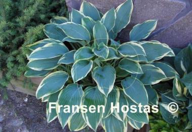 Hosta Dress Blues