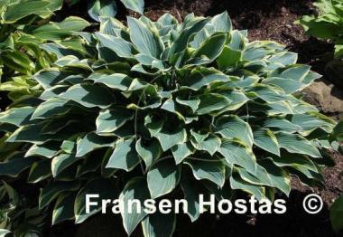 Hosta Dress Blues