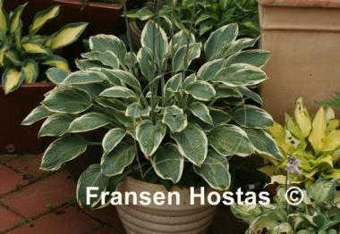 Hosta Dress Blues