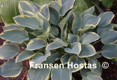 Hosta Dress Blues