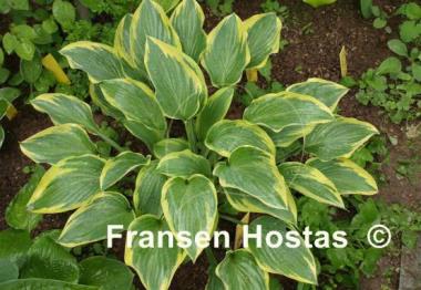 Hosta Dress Blues