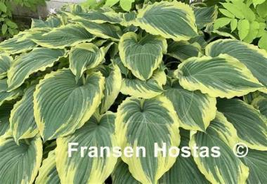 Hosta Drop-dead Gorgeous