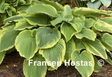 Hosta Drop-dead Gorgeous