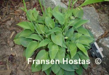 Hosta Drummer Boy