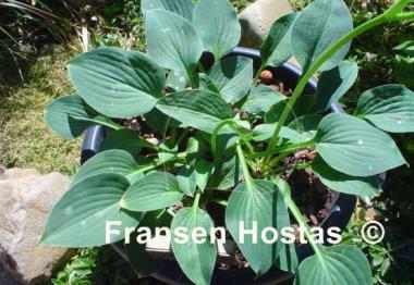 Hosta Drummer Boy