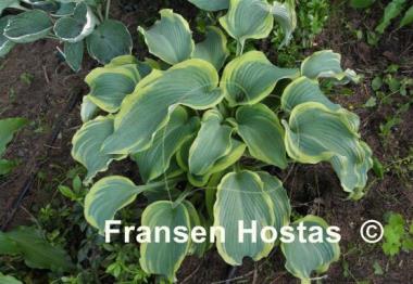 Hosta Duke of Cornwall