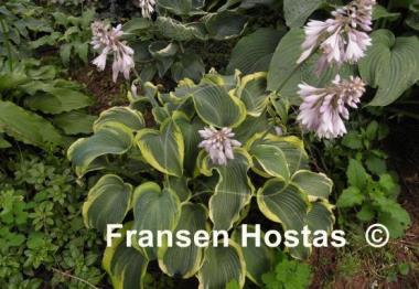 Hosta Duke of Cornwall