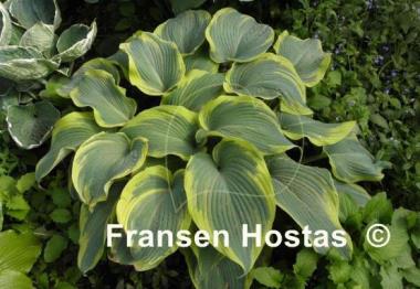 Hosta Duke of Cornwall