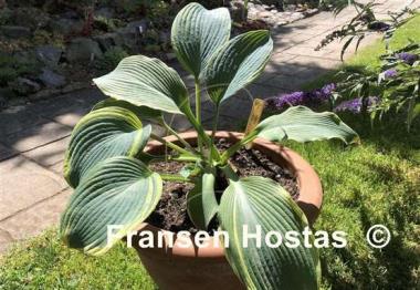 Hosta Duke of Cornwall