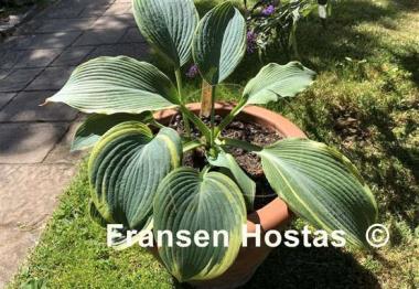 Hosta Duke of Cornwall