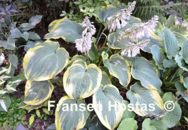 Hosta Duke of Cornwall