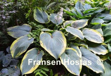 Hosta Duke of Cornwall