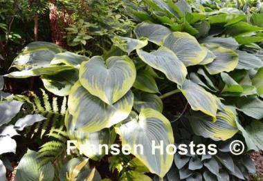 Hosta Duke of Cornwall