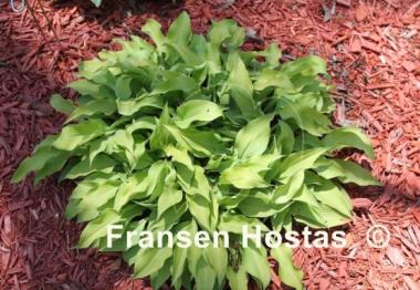 Hosta Dumb Blonde