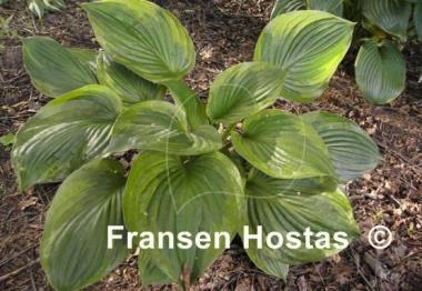 Hosta Dust Devil