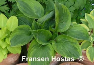 Hosta Dust Devil