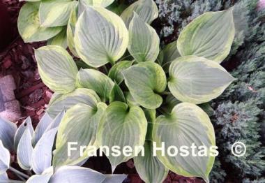 Hosta Dust Devil