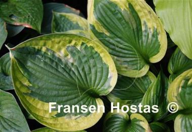 Hosta Dust Devil
