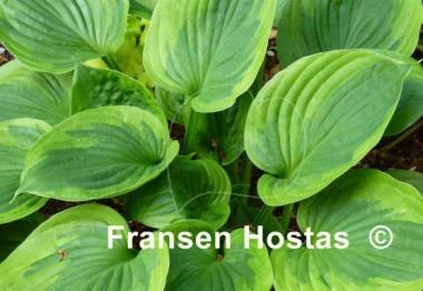 Hosta Dust Devil