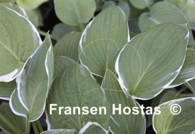 Hosta Dustin