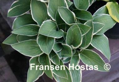 Hosta Dustin