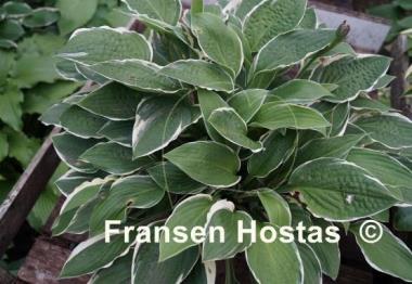 Hosta Dustin