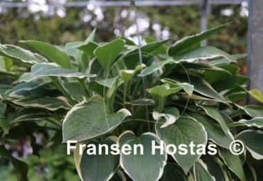 Hosta Dustin