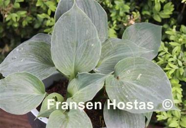 Hosta Dusty Waters