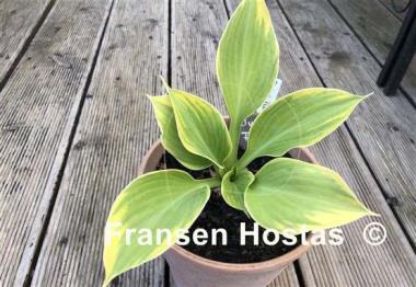 Hosta Dutch Flame