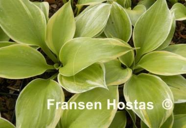 Hosta Dutch Flame