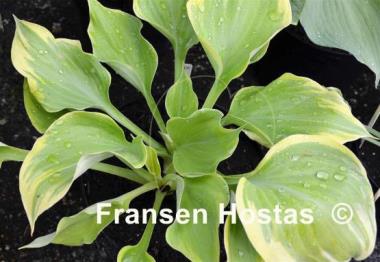 Hosta Dutch Flame