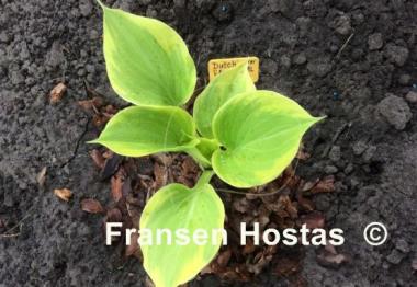 Hosta Dutch Flame