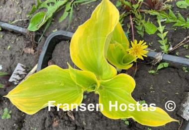 Hosta Dutch Flame