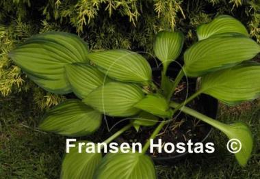 Hosta Dylan's Dilly