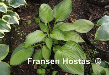 Hosta Dylan's Dilly