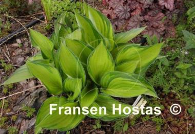 Hosta Dylan's Dilly