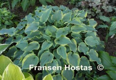 Hosta Déjà Blu