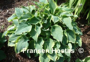 Hosta Déjà Blu