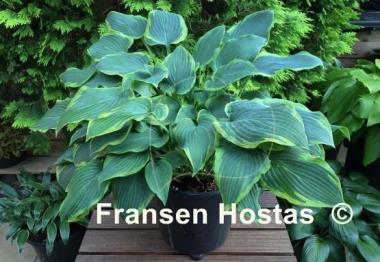 Hosta Déjà Blu